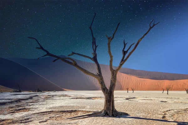 Baum in einer Wüste