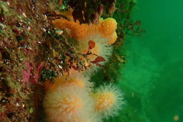 Korallen unter Klimawandel-Einfluss