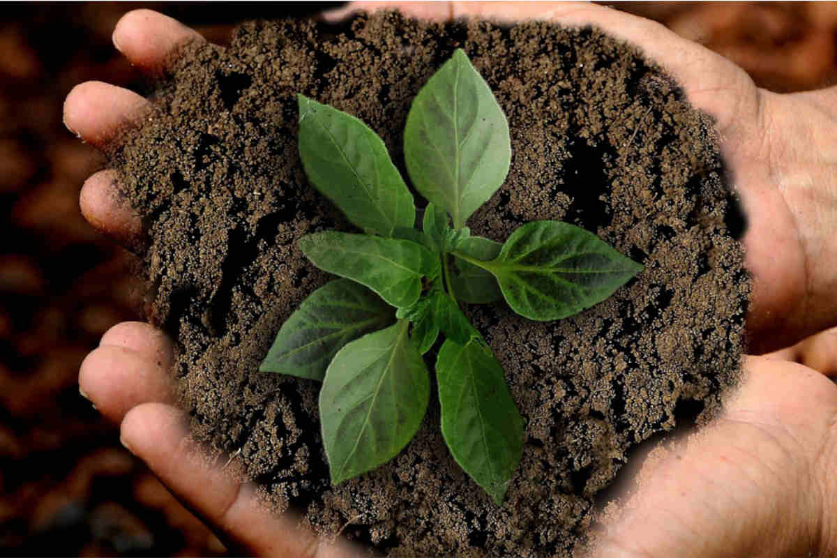 titelbild ESG Kriterien Pflanze in der Erde